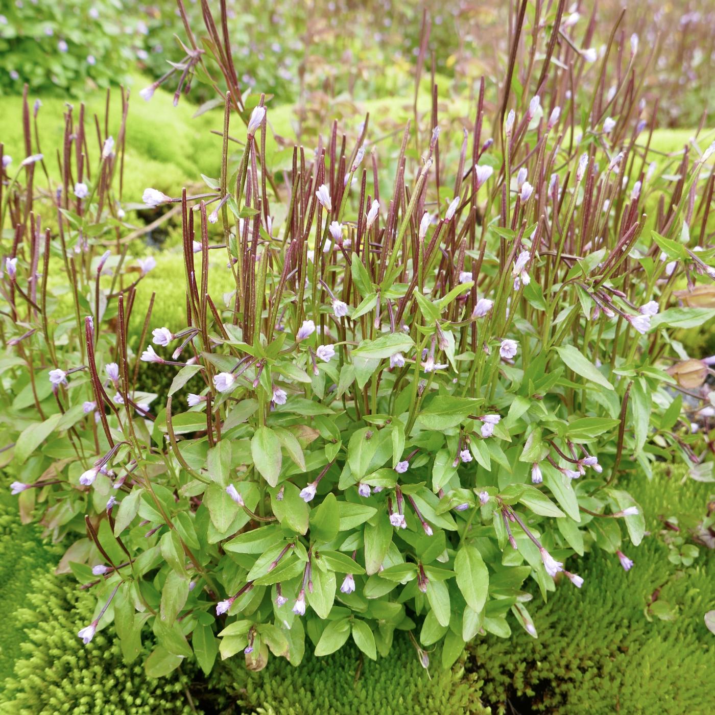 Epilobium image